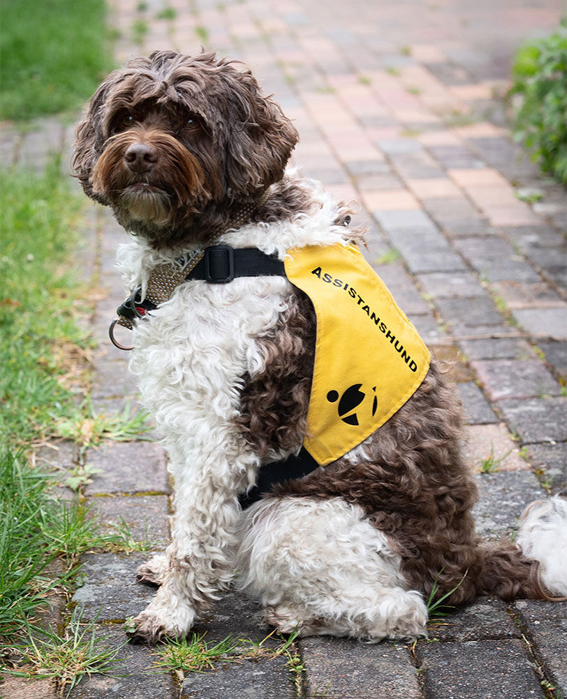 Brun-vit hund med gul assistansväst, diabeteshund/medicinskt alarmerande hund